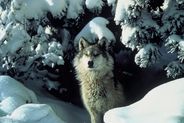 800px-Canis_lupus_standing_in_snow 2 800px-Canis_lupus_standing_in_snow 2