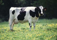 dairy cow dairy cow