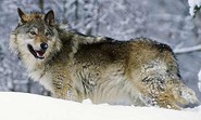 wolf