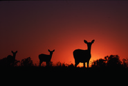 around mi deer (2) 2