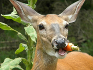 deer_carrot deer_carrot
