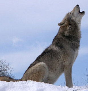 grey_wolf1 (2)